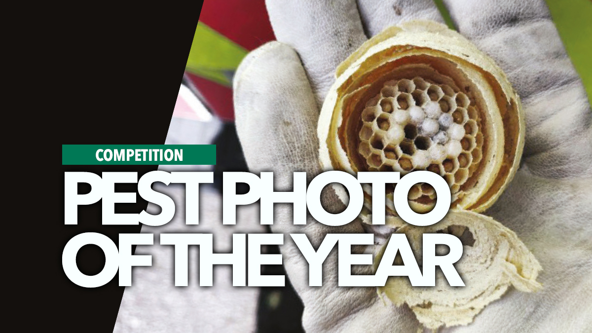 pest photo of the year bpca pest photo of the year bpca